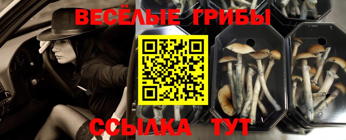 Галлюциногенные грибы прущие грибы  Вход с VPN  Псилоцибиновые грибы GOLDEN TEACHER  Гурьевск 